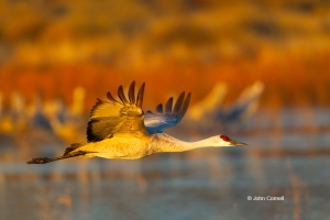 Crane;Grus-canadensis;One;Sandhill-Crane;Sunrise;avifauna;bird;birds;color-image